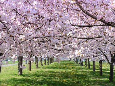 次世代の桜区へ